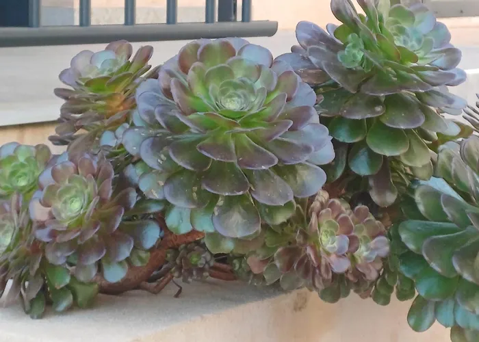 Casa Mea מלון Santa-Maria-di-Lota